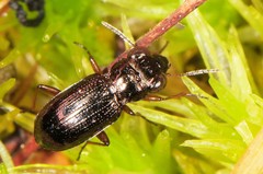 Notiophilus aeneus