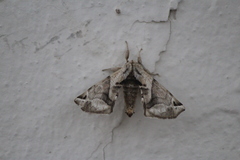 Apatelodes pudefacta