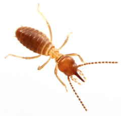 Parvitermes wolcotti