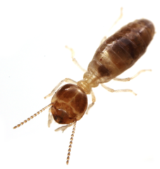 Parvitermes wolcotti