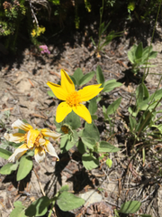 Arnica nevadensis
