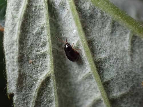 Raspberry Flea Beetle