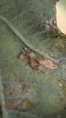 Peters' barklouse, Noordwijkerhout, Nederland, photo 10 of 10
