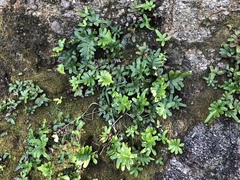Polypodium scouleri image