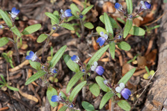 Collinsia torreyi
