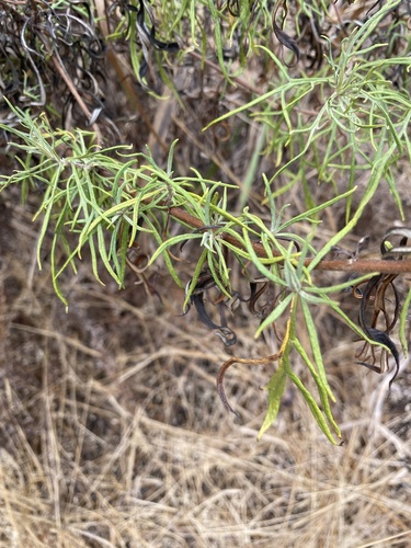 Image of Artemisia palmeri by no rights reserved