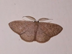 Cosymbiini