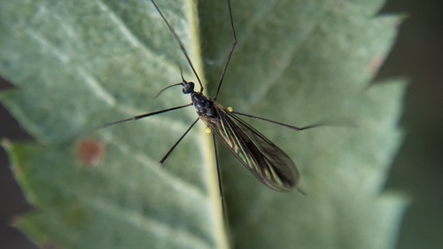 Gnophomyia viridipennis
