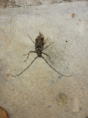 Macropophora accentifer