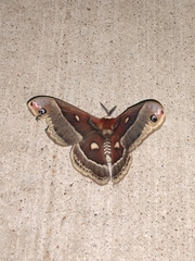 Hyalophora columbia