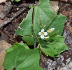 Cardamine pachystigma