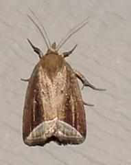 Capis curvata