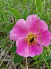 Brachysomida bivittata