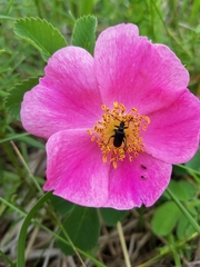 Brachysomida bivittata