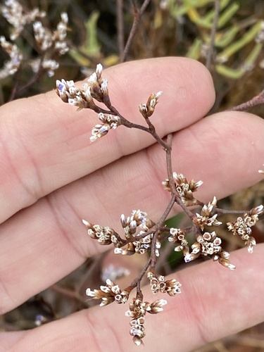 Image of Limonium californicum by no rights reserved