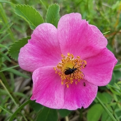 Brachysomida bivittata