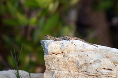 Sceloporus cozumelae