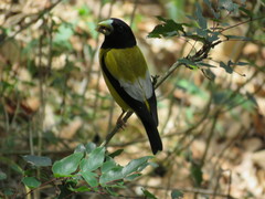 Coccothraustes abeillei