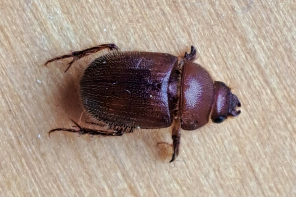 Xenochodaeus ulkei