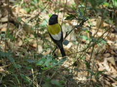 Coccothraustes abeillei