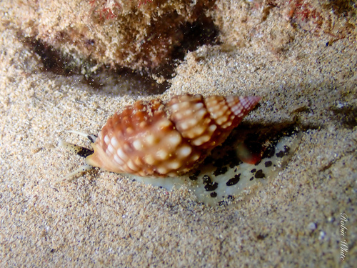 Nassarius observed 2024-09-10