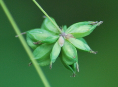 Thalictrum fendleri polycarpum