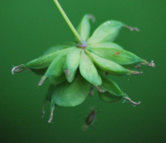 Thalictrum fendleri polycarpum