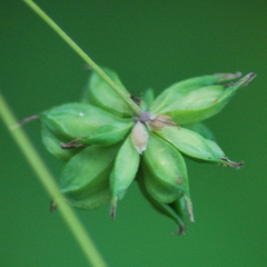 Thalictrum fendleri polycarpum