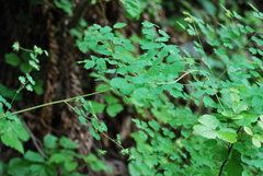 Thalictrum fendleri polycarpum