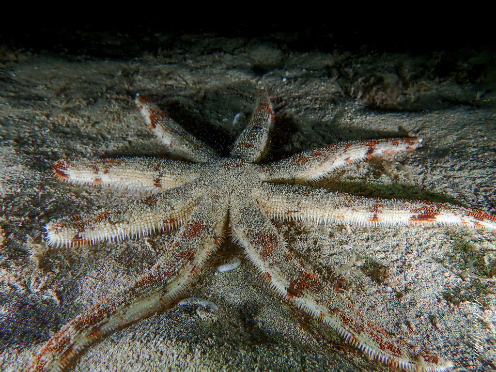Luidia aspera