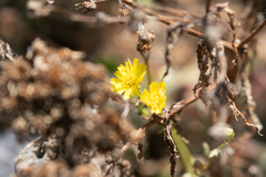 Malacothrix foliosa