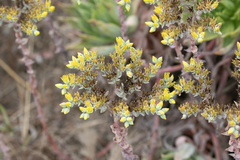 Dudleya traskiae