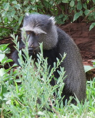 Cercopithecus mitis manyaraensis