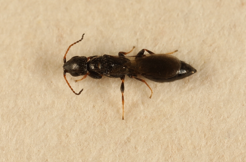 Bokvis (Boops boops) — Sparidae