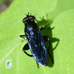 Chalcosyrphus chalybeus
