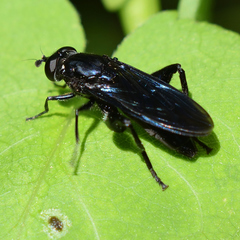 Chalcosyrphus chalybeus