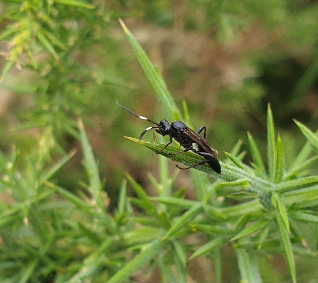 Coelichneumon nigerrimus