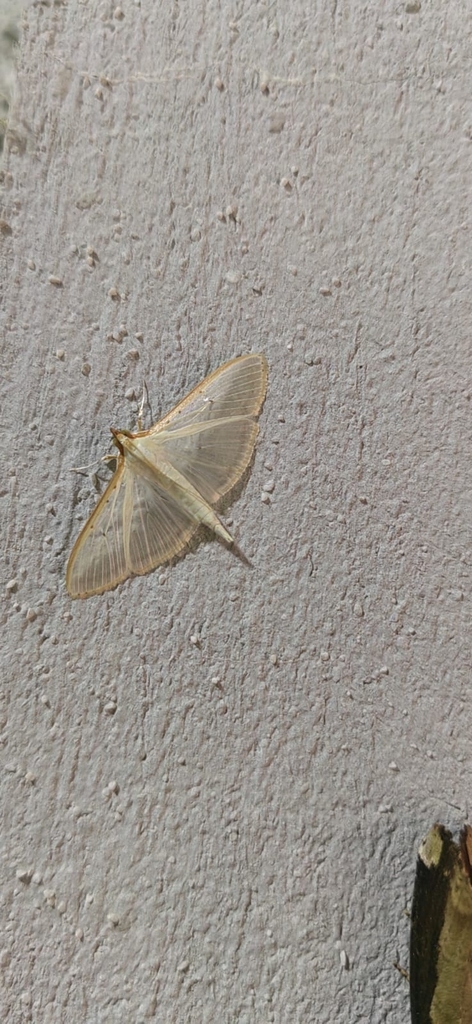 Four-spotted Palpita Moth from El Arenal, Hidalgo, México on September ...