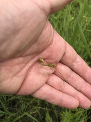 Carex brevior