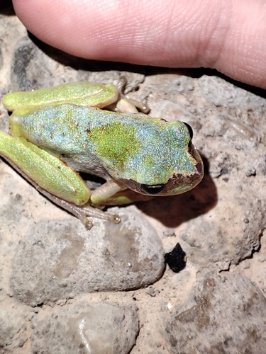 Avistamiento Ranita meridional