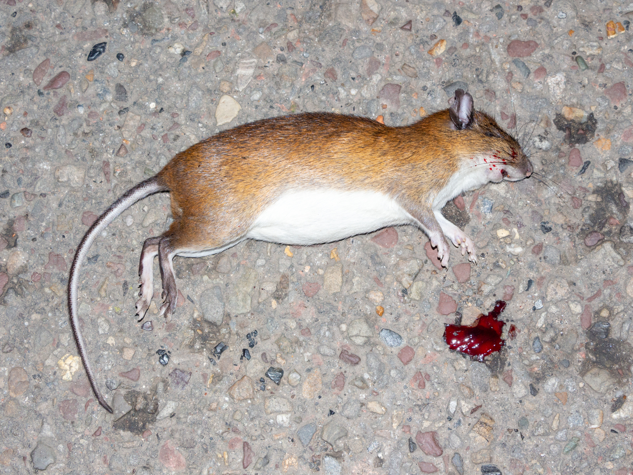 Guaira Spiny-Rat photo 5