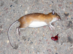 Guaira Spiny-Rat photo 2