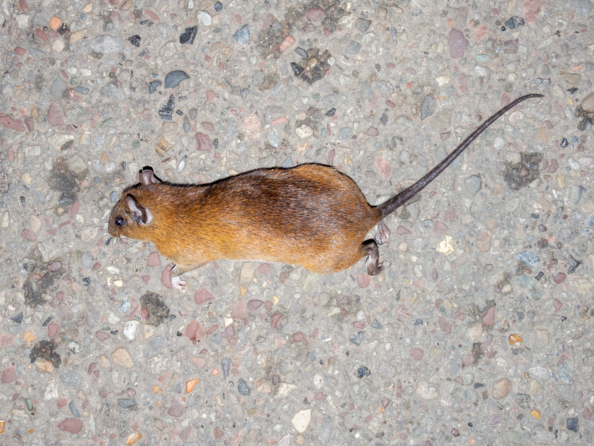 Guaira Spiny-Rat photo 6