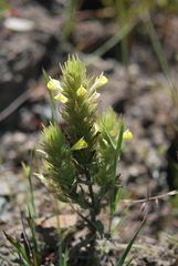 Castilleja rubicundula lithospermoides