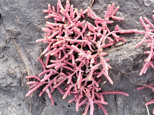 Boreal Saltwort (Salicornia borealis)