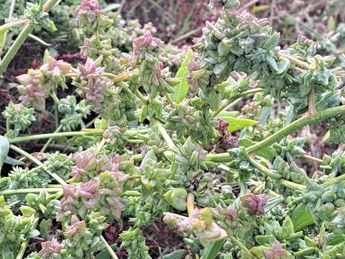 thickleaf orach (Atriplex dioica)