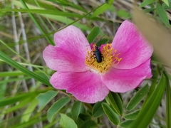 Brachysomida bivittata