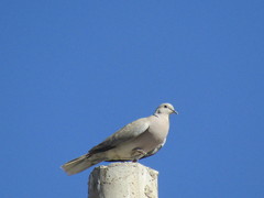 Streptopelia decaocto