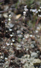 Streptanthus glandulosus secundus