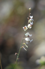 Streptanthus glandulosus secundus
